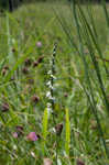 Northern slender lady's tresses